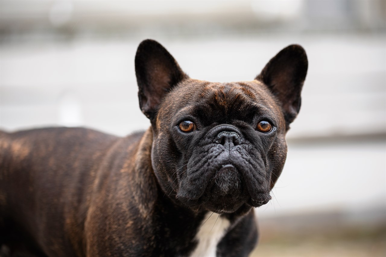 Close up view of Dark brown French Bulldog face