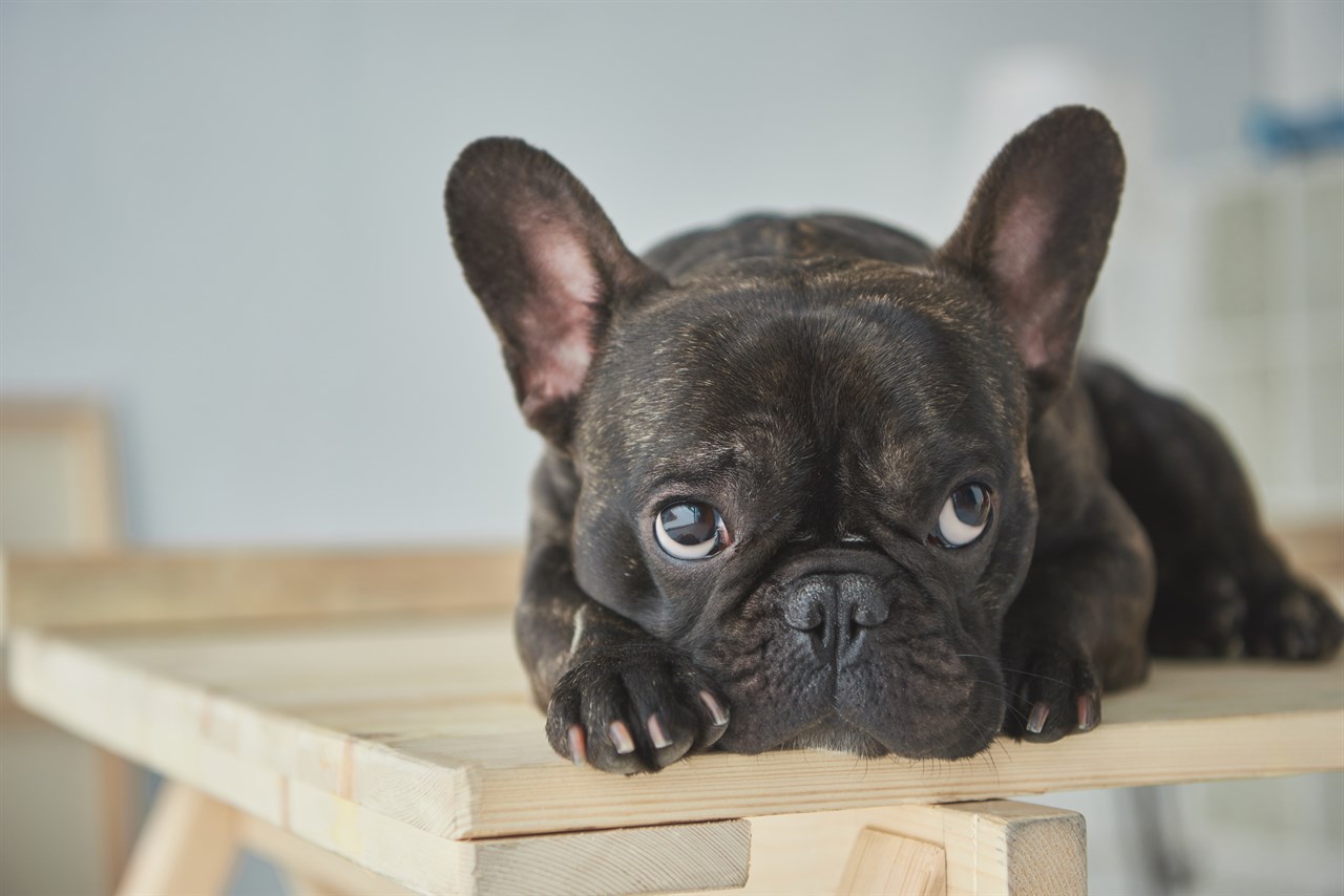 Adorable tiny French Bulldog sitting on wood table