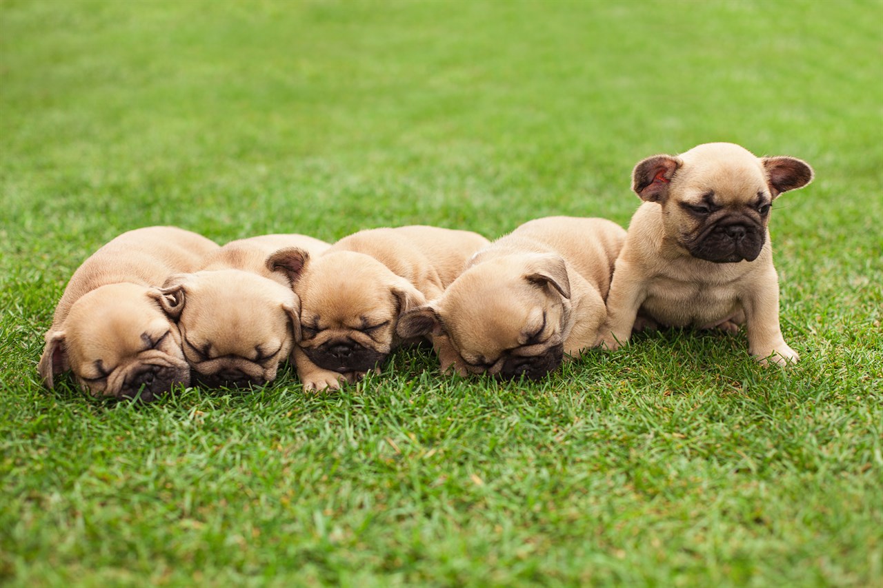 A litter of French Bulldog Puppies looking sleepy on green grass