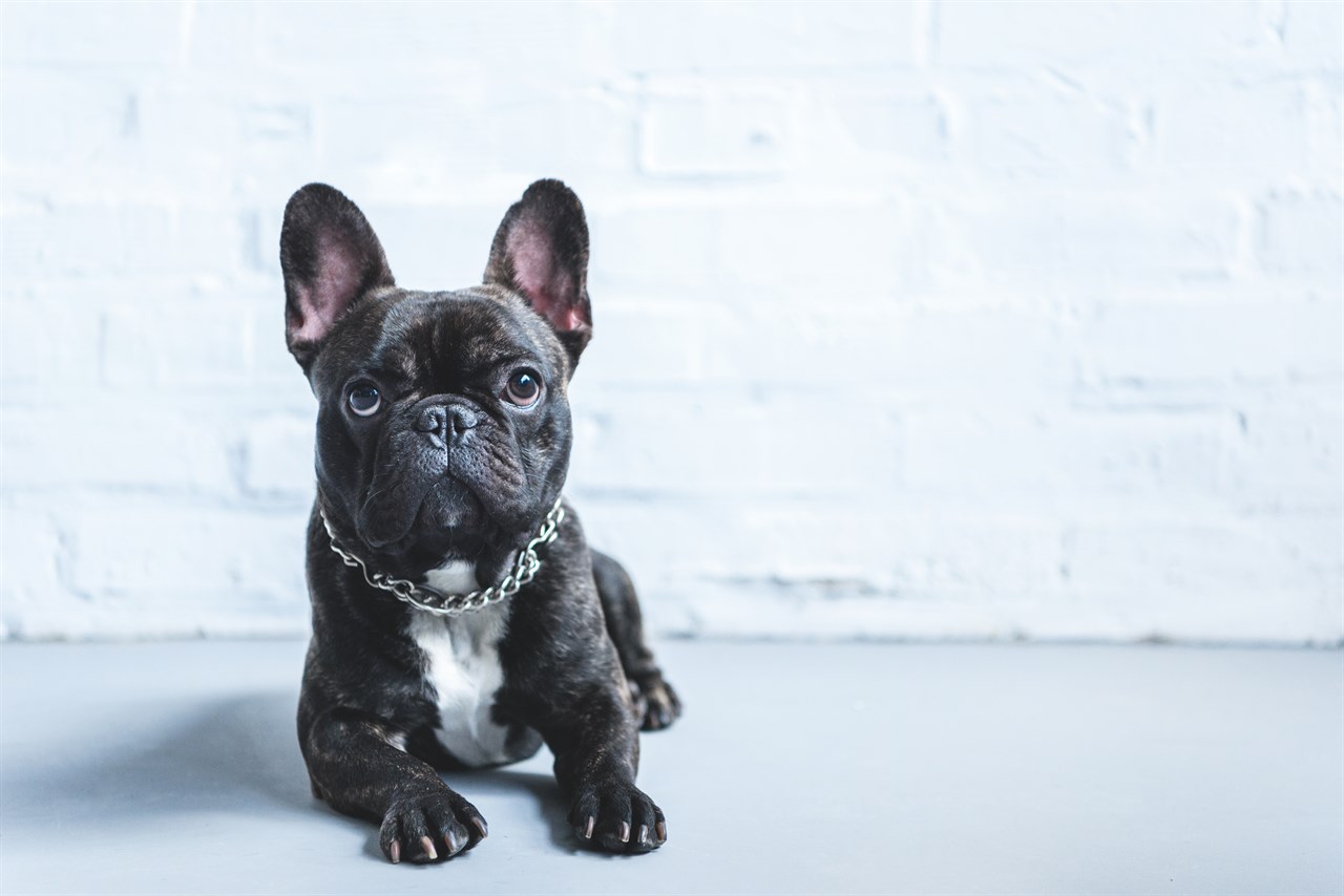 Black French Bulldog Puppy sitting indoor wearing chain collar