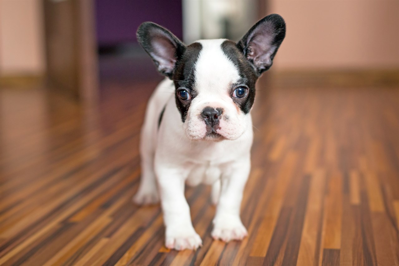 French Bulldog Puppy standing indoor on hardwood floor