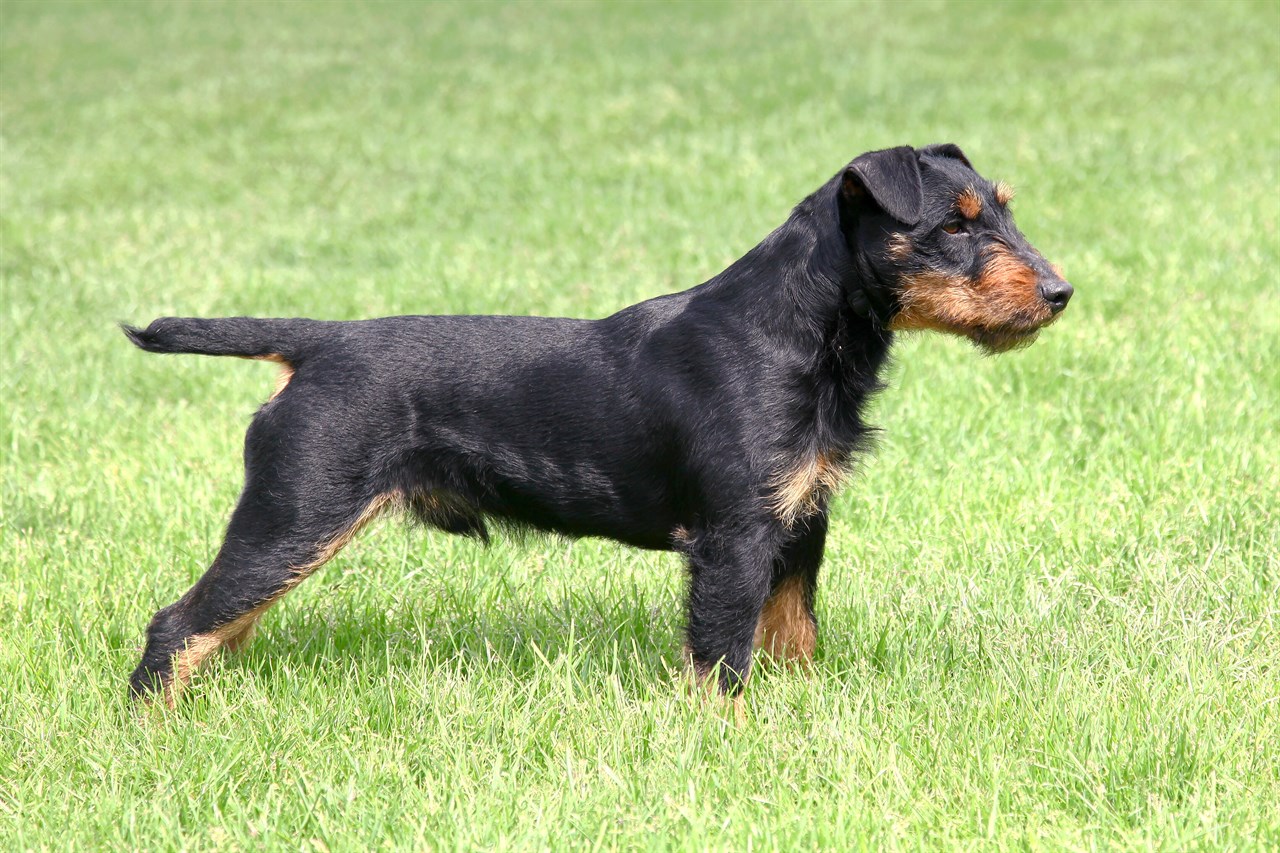 Side view of German Hunting Terrier standing on green grass