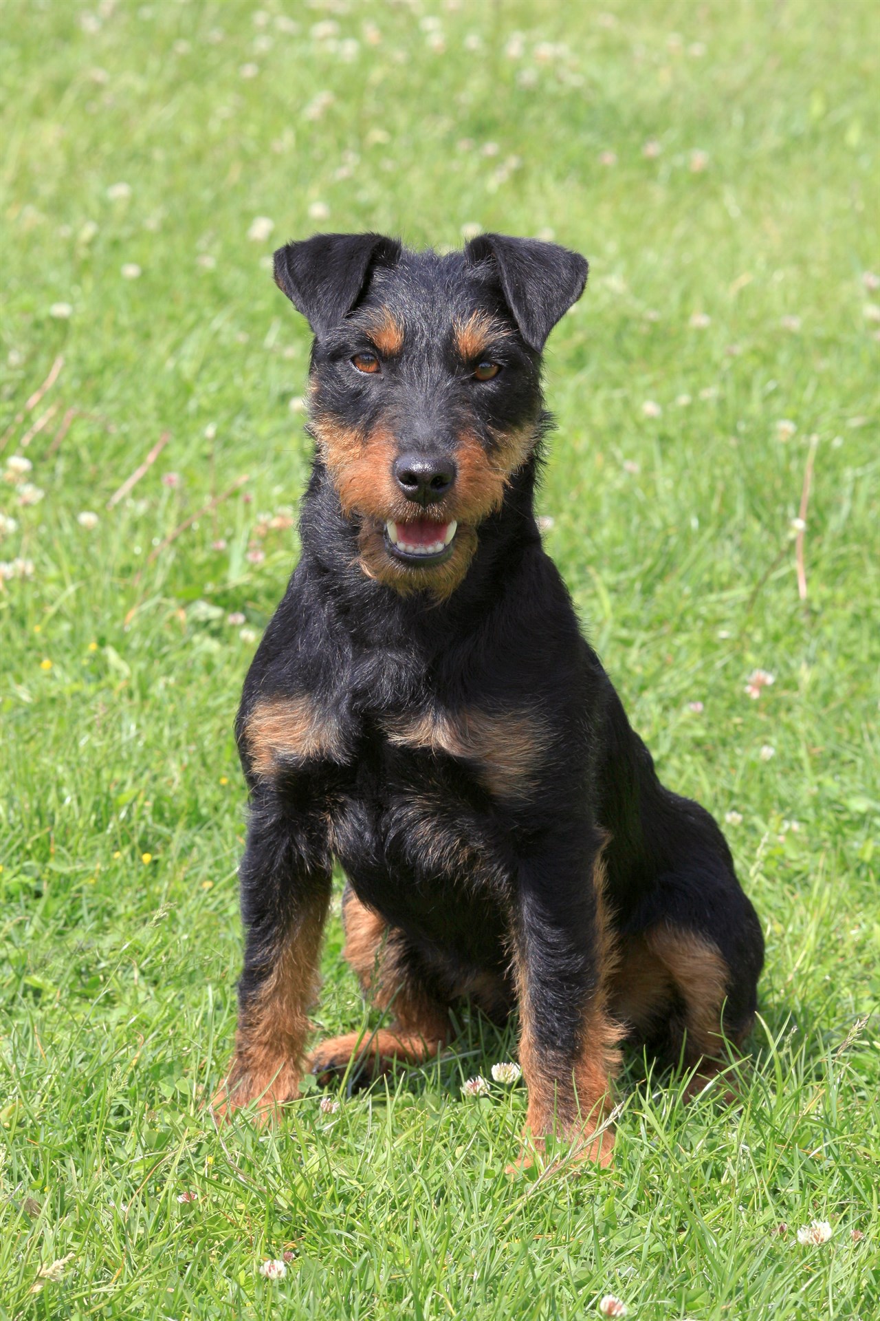 German Hunting Terrier Puppy sitting on his lower back outdoor