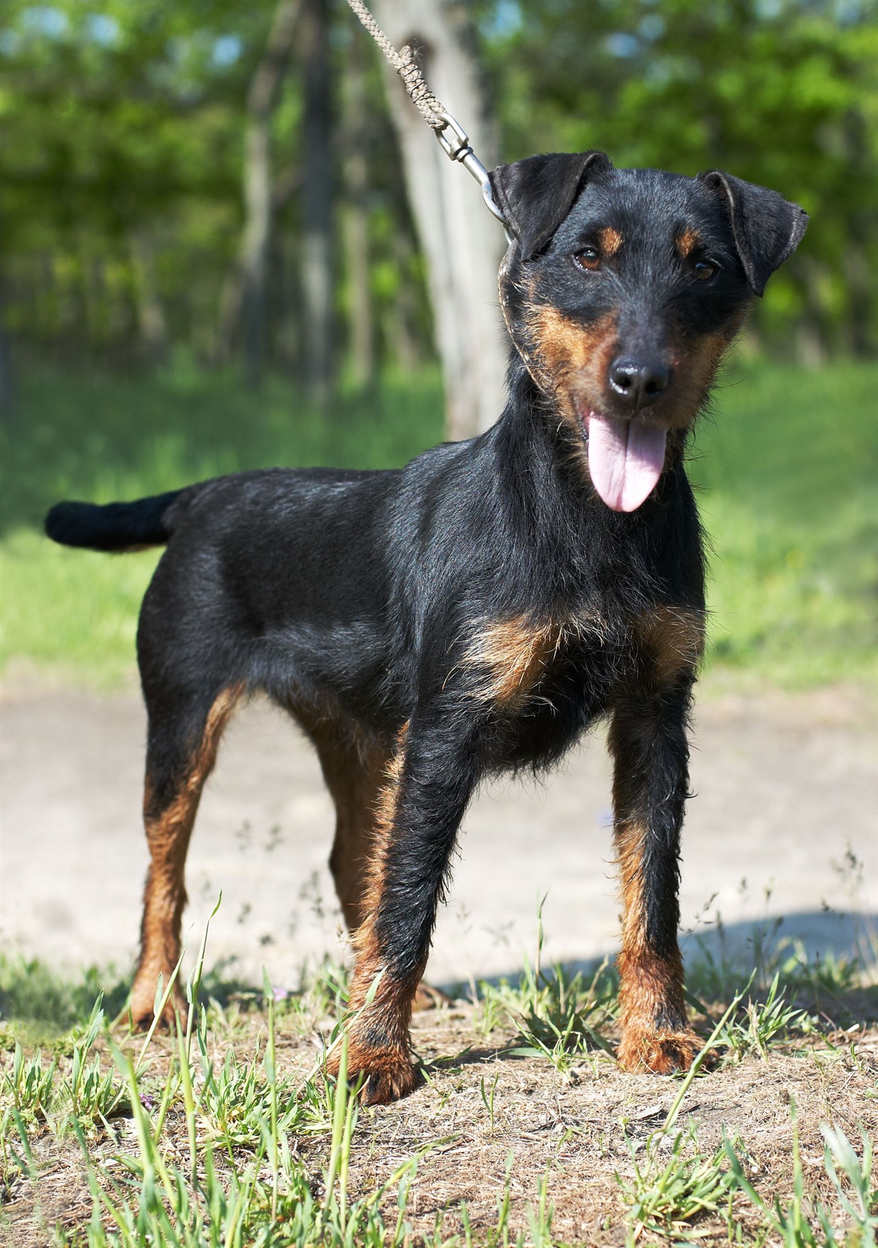 German Hunting Terrier walking outdoor on sunny day with wearing leash