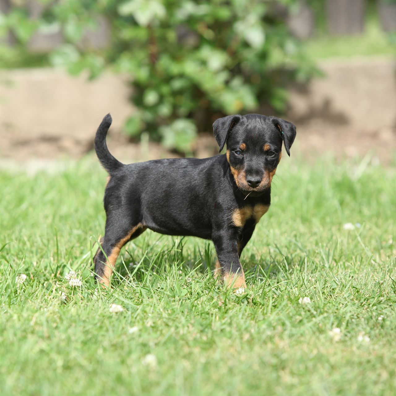 German Hunting Terrier Puppy standing on green grass during sunny day