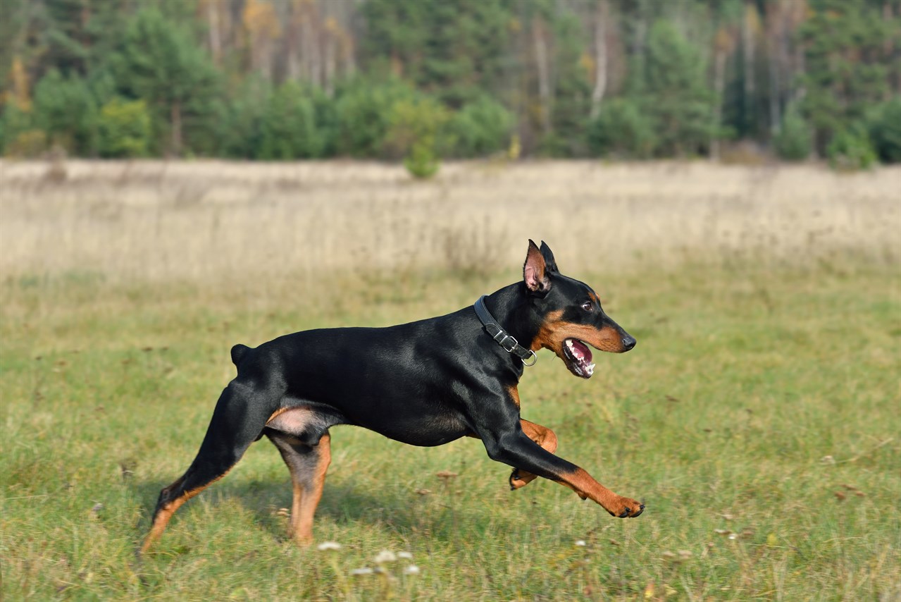 German Pinscher enjoying outdoor running accross grass field