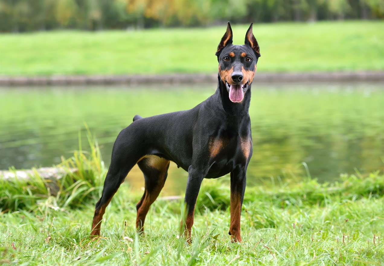 German Pinscher Dog standing next to river smiling at camera