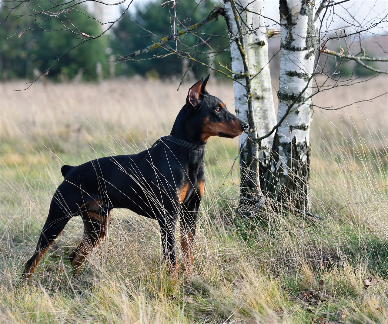 Side view of German Pinscher Dog standing on tall grass near tree