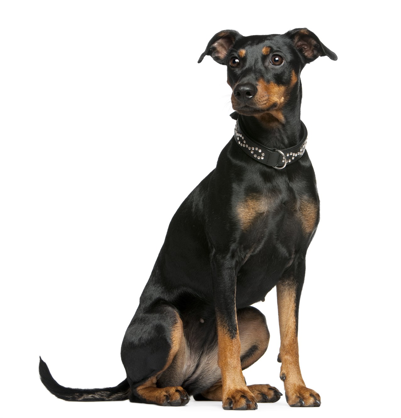 German Pinscher Dog sitting down with white background