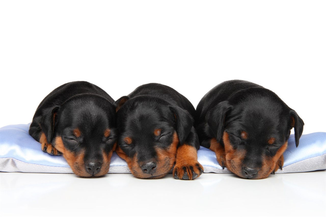 Three German Pinscher Puppies sleeping on silk pillow