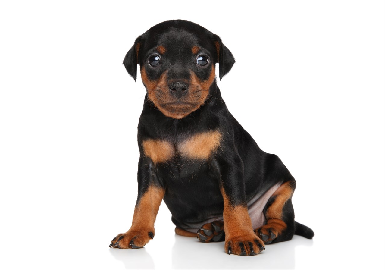 Wide eyes cute German Pinscher Puppy sitting on the white floor