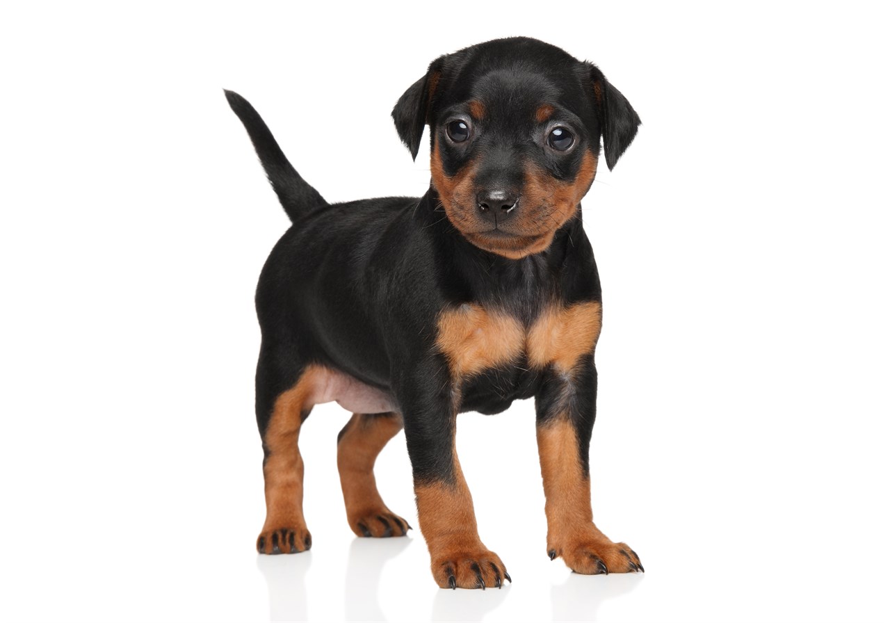 Cute standing German Pinscher Puppy looking at camera with with background