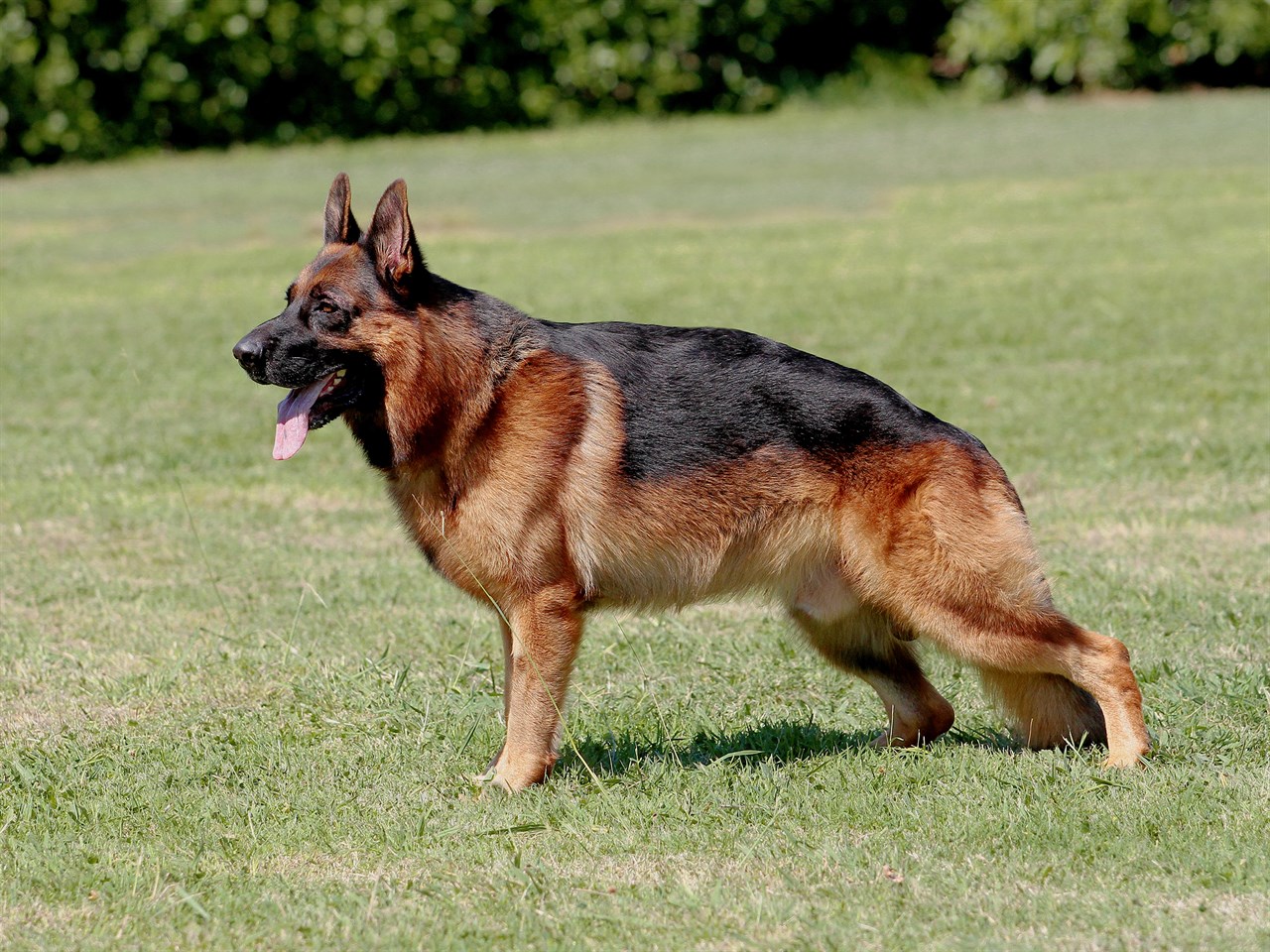 Side view of German Shepherd Dog standing on grass field on sunny day