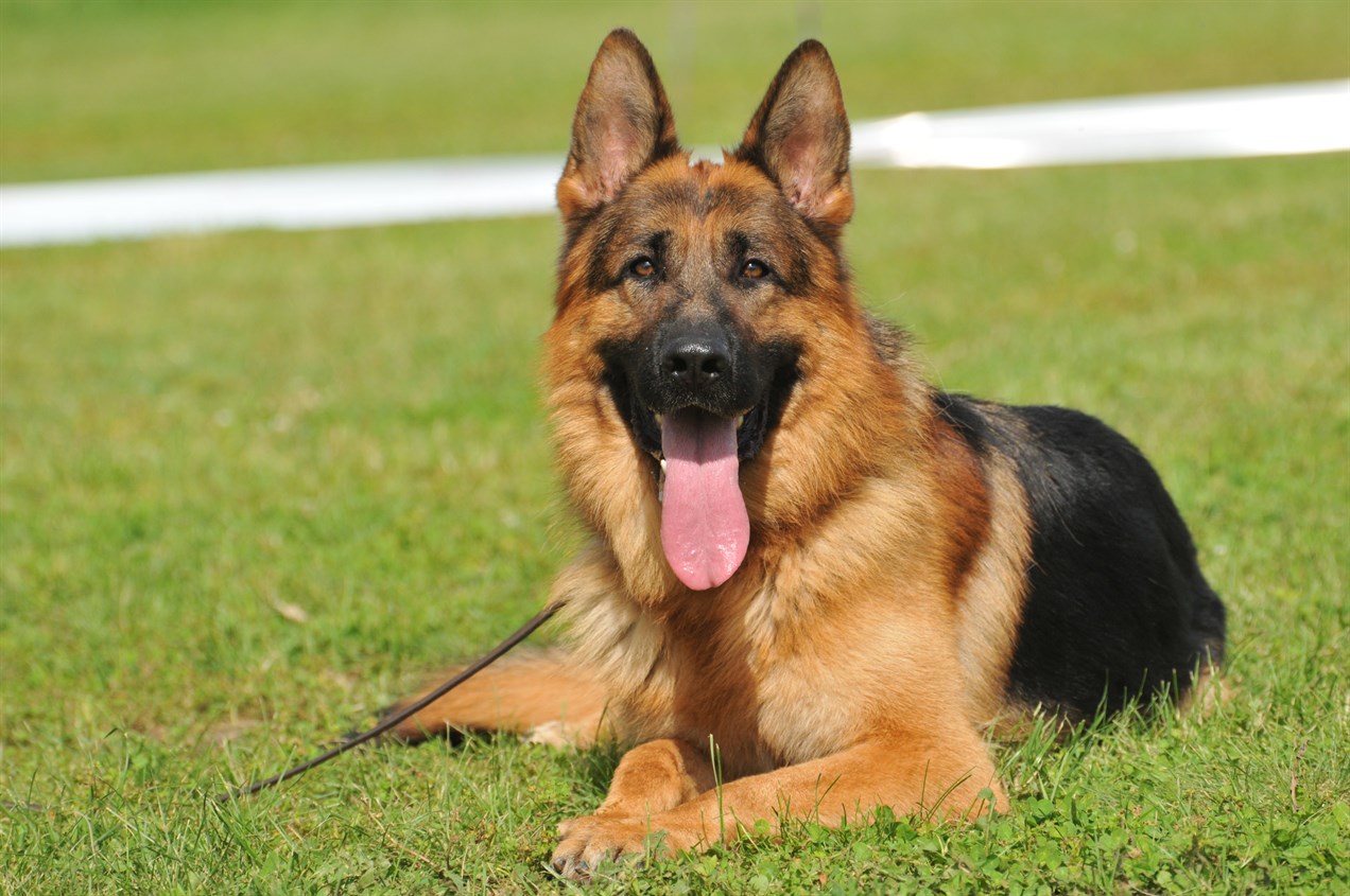 German Shepherd Dog smiling at camera sitting on short green grass