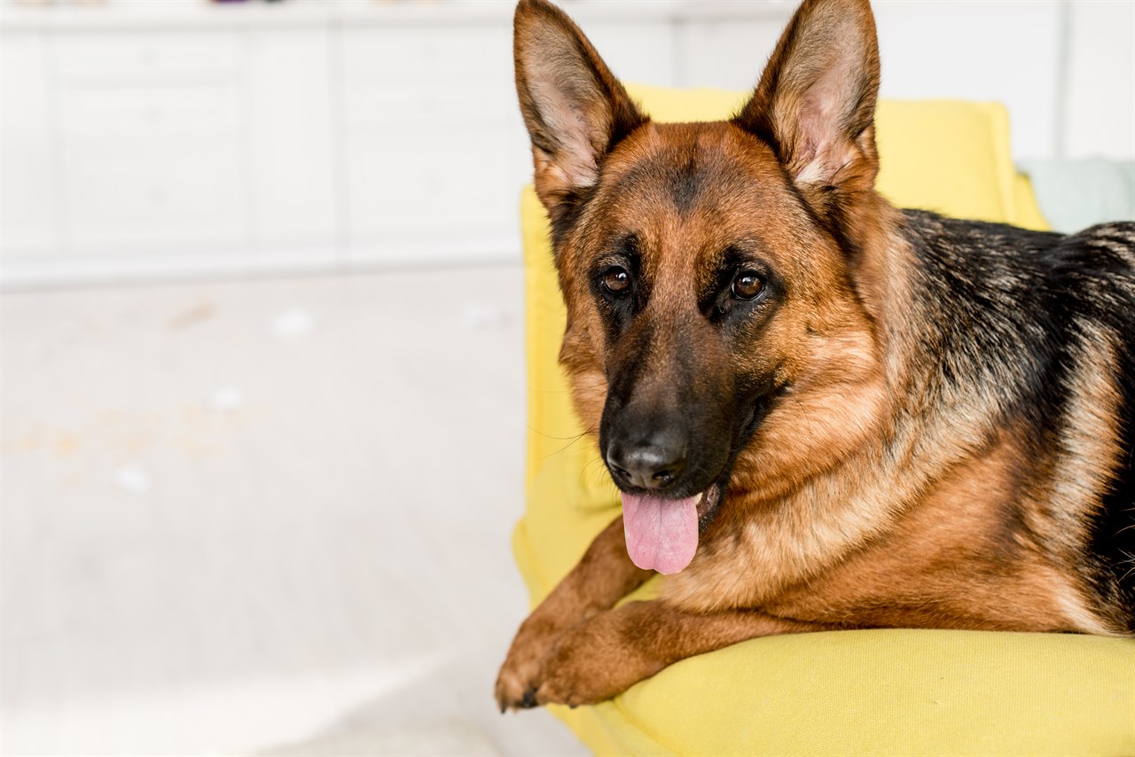 Closed up view of German Shepherd Dog face