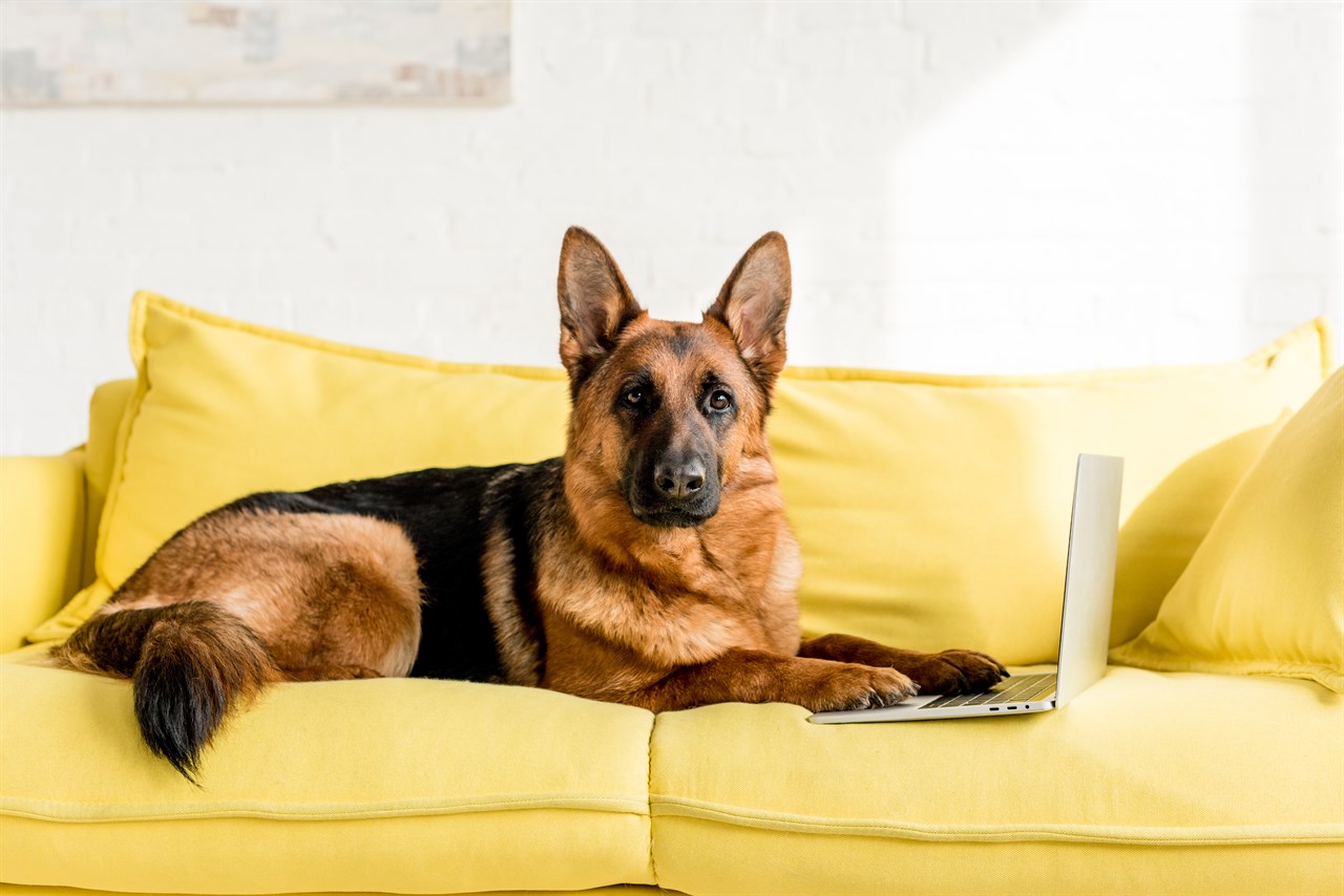 German Shepherd Dog sitting on yellow sofa indoor