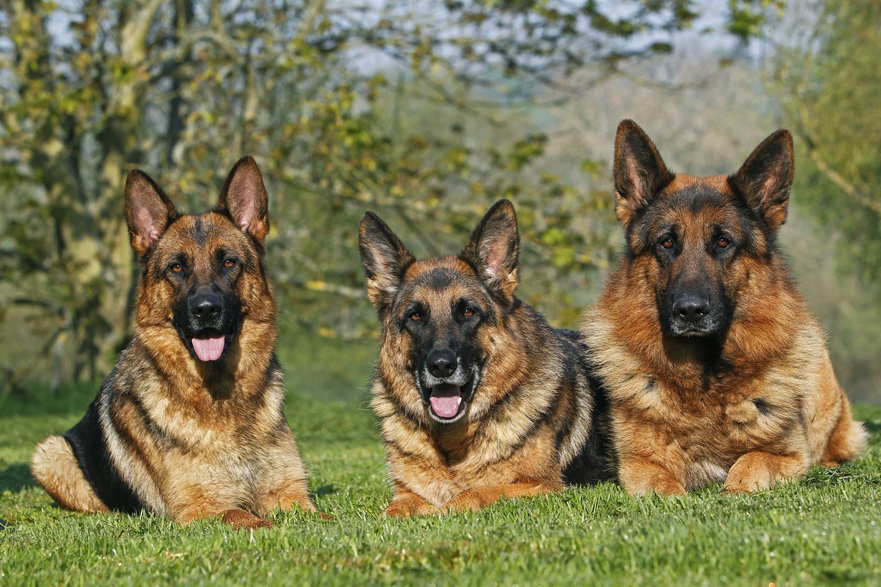 Three German Shepherd sitting on grass field enjoying outdoor