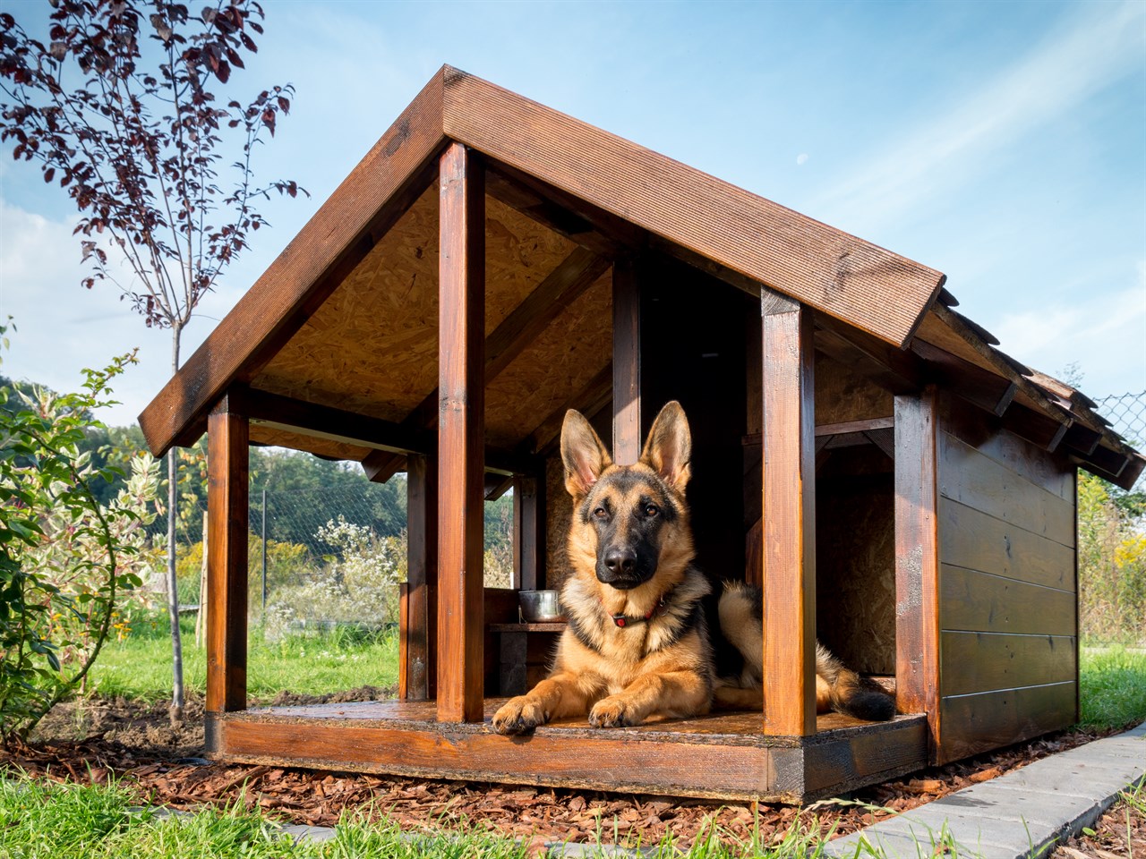 German Shepherd sitting in well made dog house