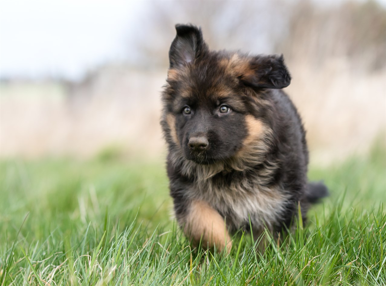 German Shepherd Dog Puppy running on tall green grass