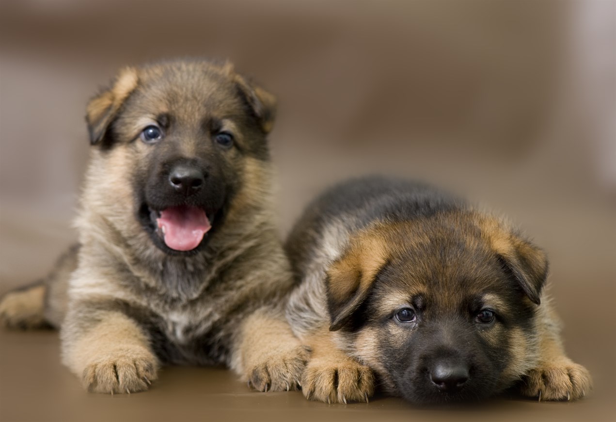 Two German Shepherd Dog Puppies sitting on wood table indoor