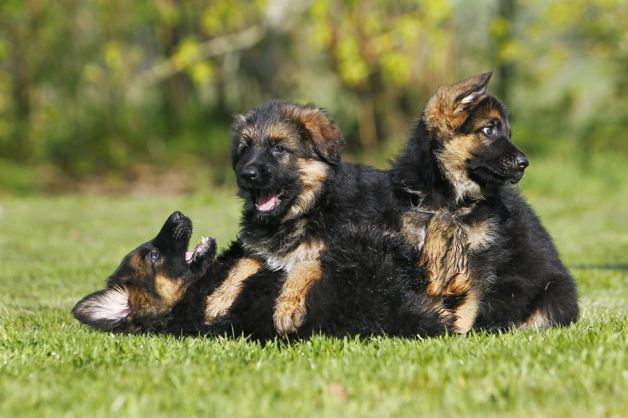 Three playful German Shepherd Dog Puppies enjoying outdoor on sunny day