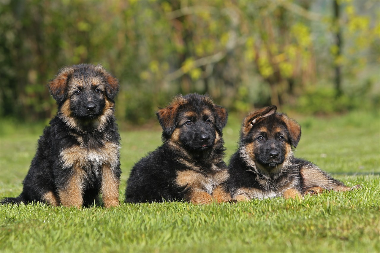 Three German Shepherd Dog Puppies sitting outdoor on green grass