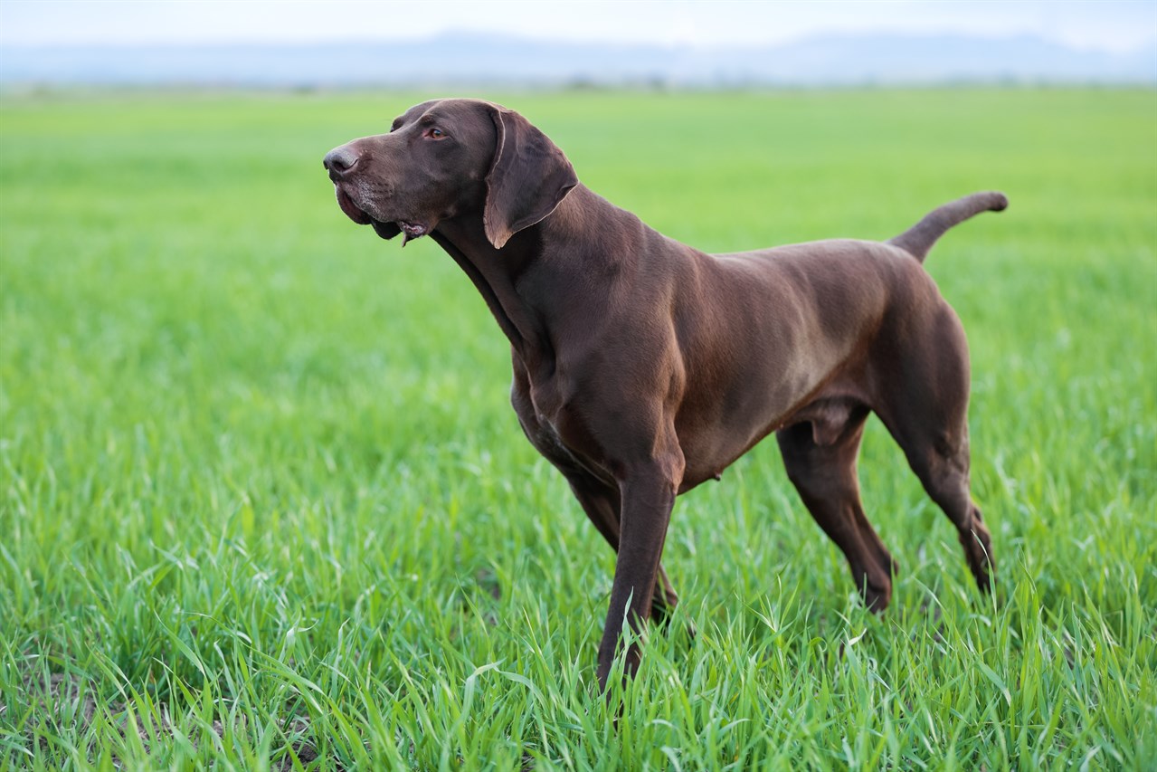 Chocolate German Shorthaired Pointer standing on tall green grass with blue sky