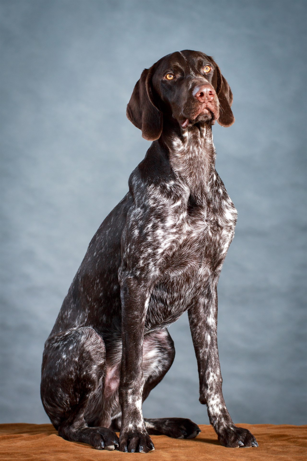 Aesthetic photo of German Shorthaired Pointer Dog