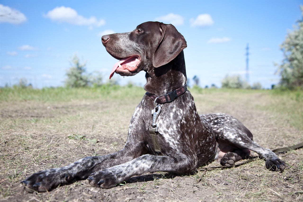 German Shorthaired Pointer sitting on dirt with beautiful blue sky