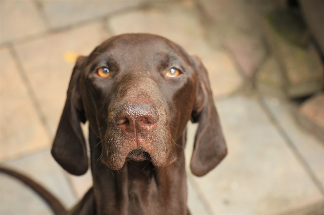 Close up view of German Shorthaired Pointer Dog face