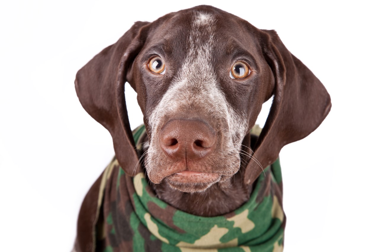 Close up view of German Shorthaired Pointer Dog face wearing green bandana collar