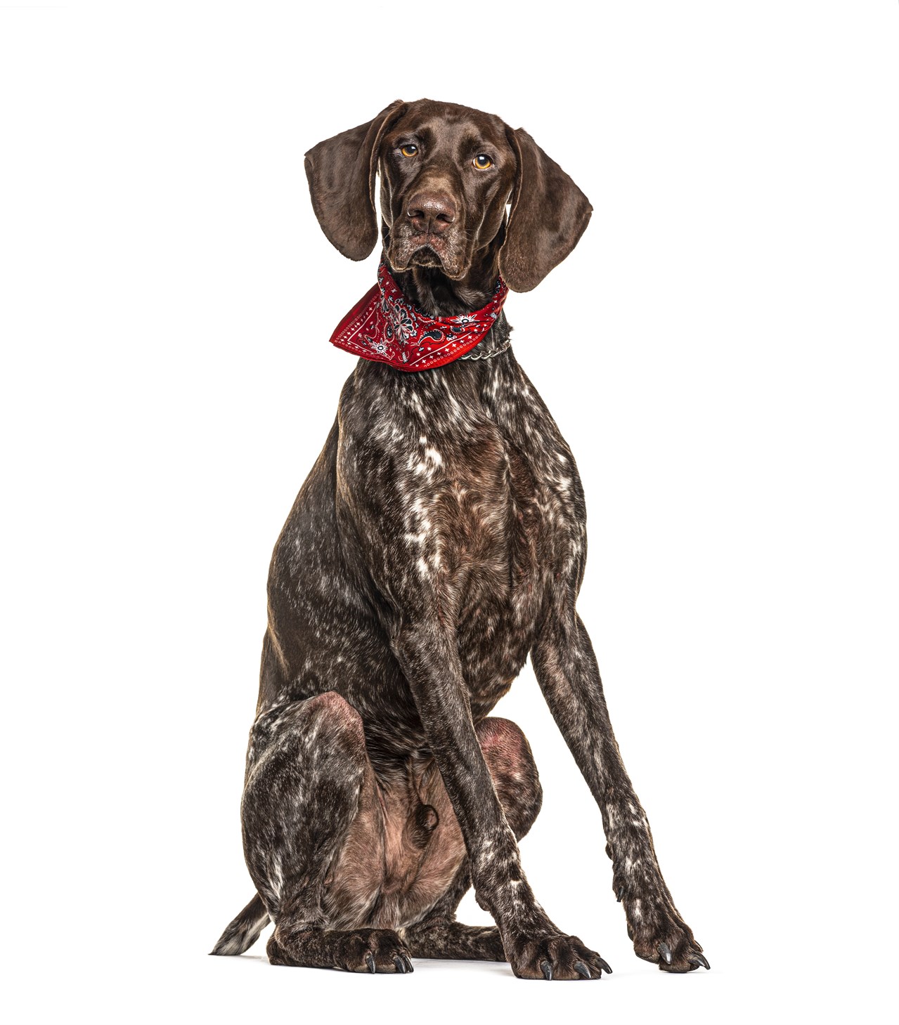 German Shorthaired Pointer Dog wearing red bandana collar with white background