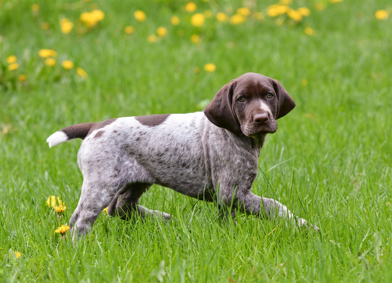 German Shorthaired Pointer Puppy running on grass field with flower