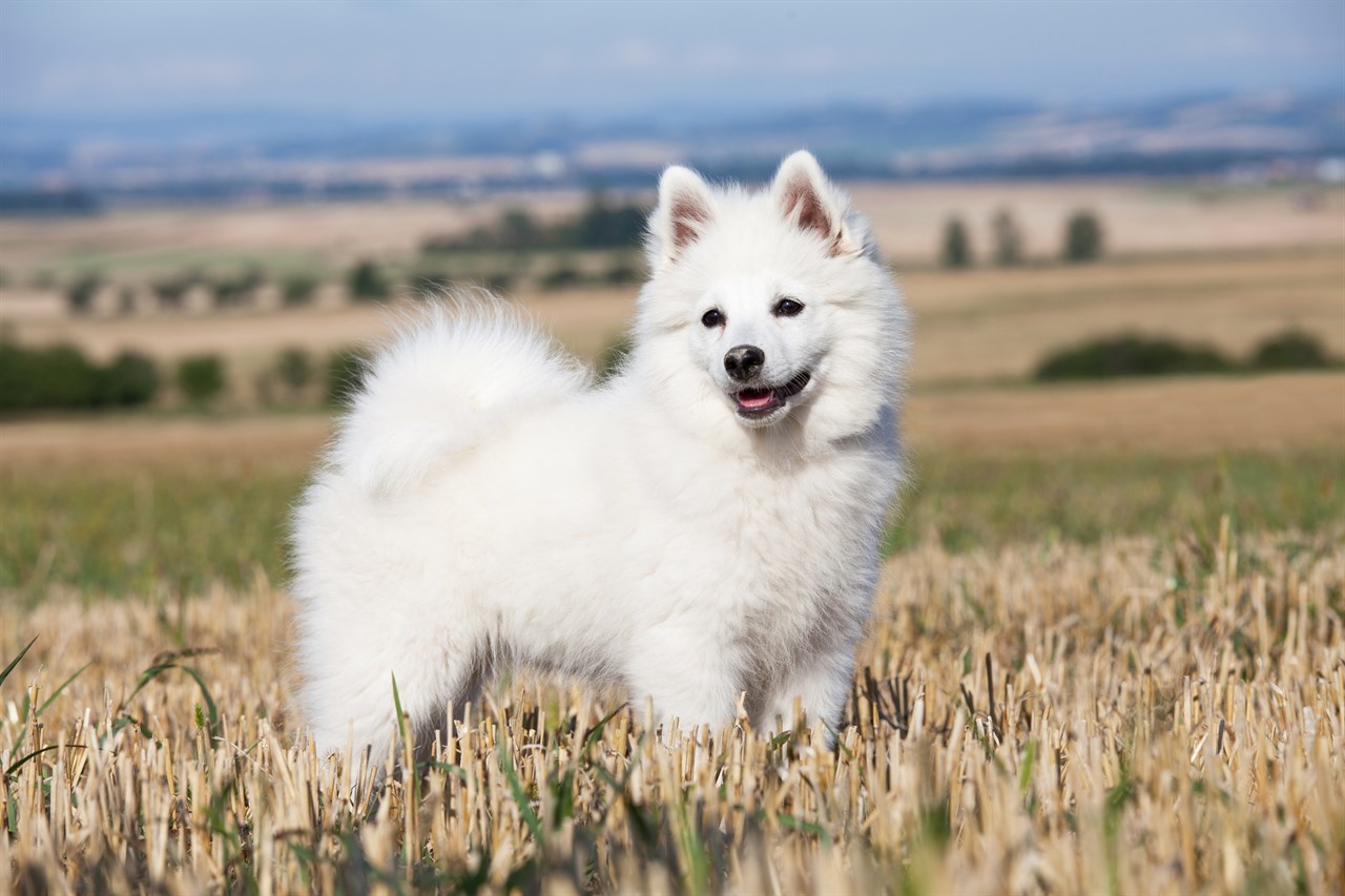 White German Spitz enjoying outdoor at the valley