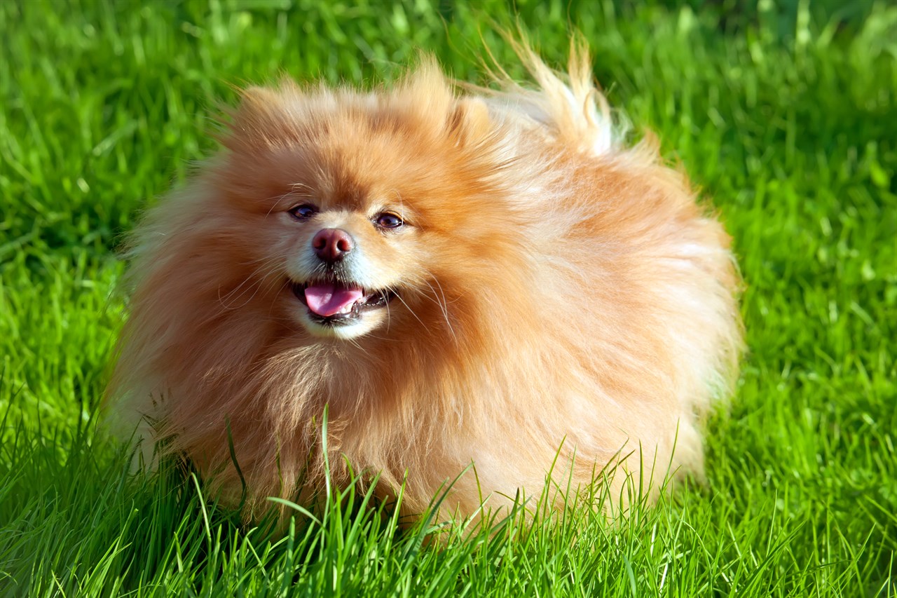 Brown German Spitz Dog smiling towards the camera