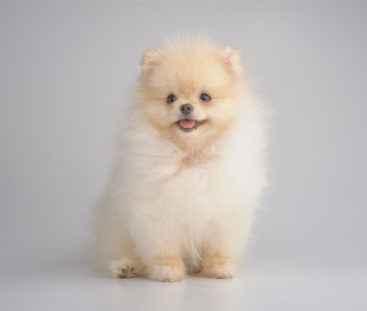 Small white German Spitz smiling at camera indoor