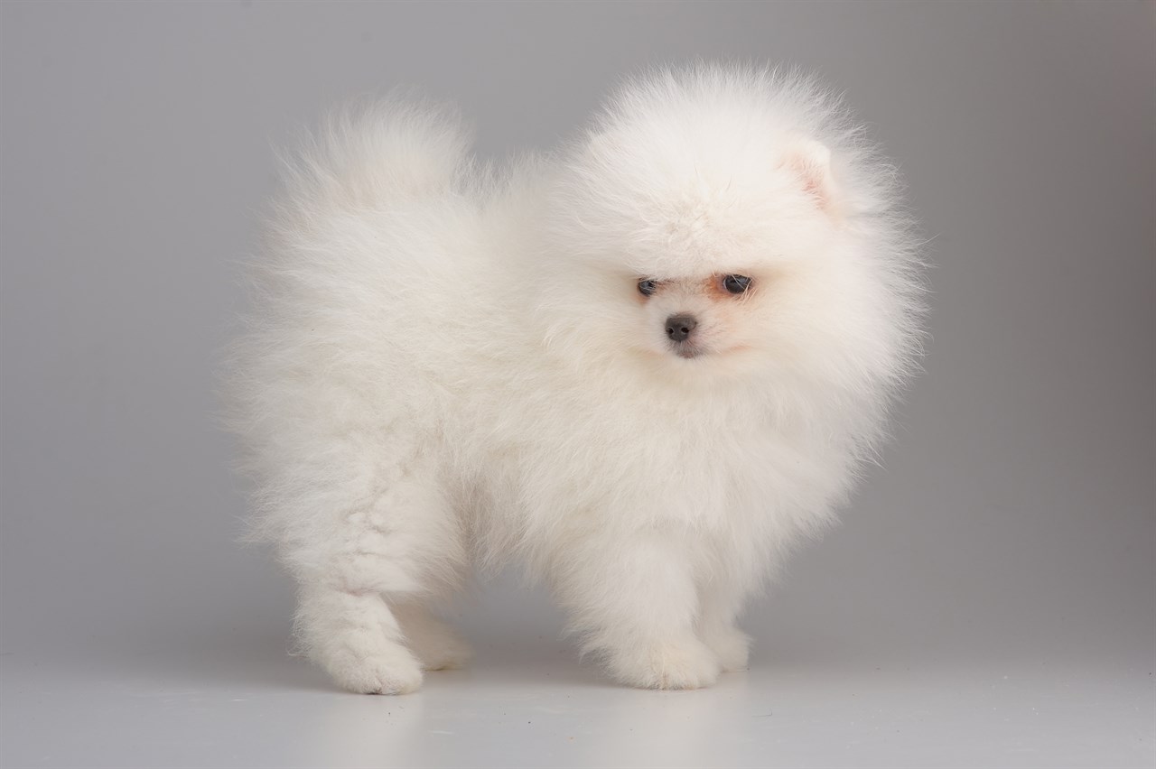 Side view of German Spitz Puppy standing indoor with white background