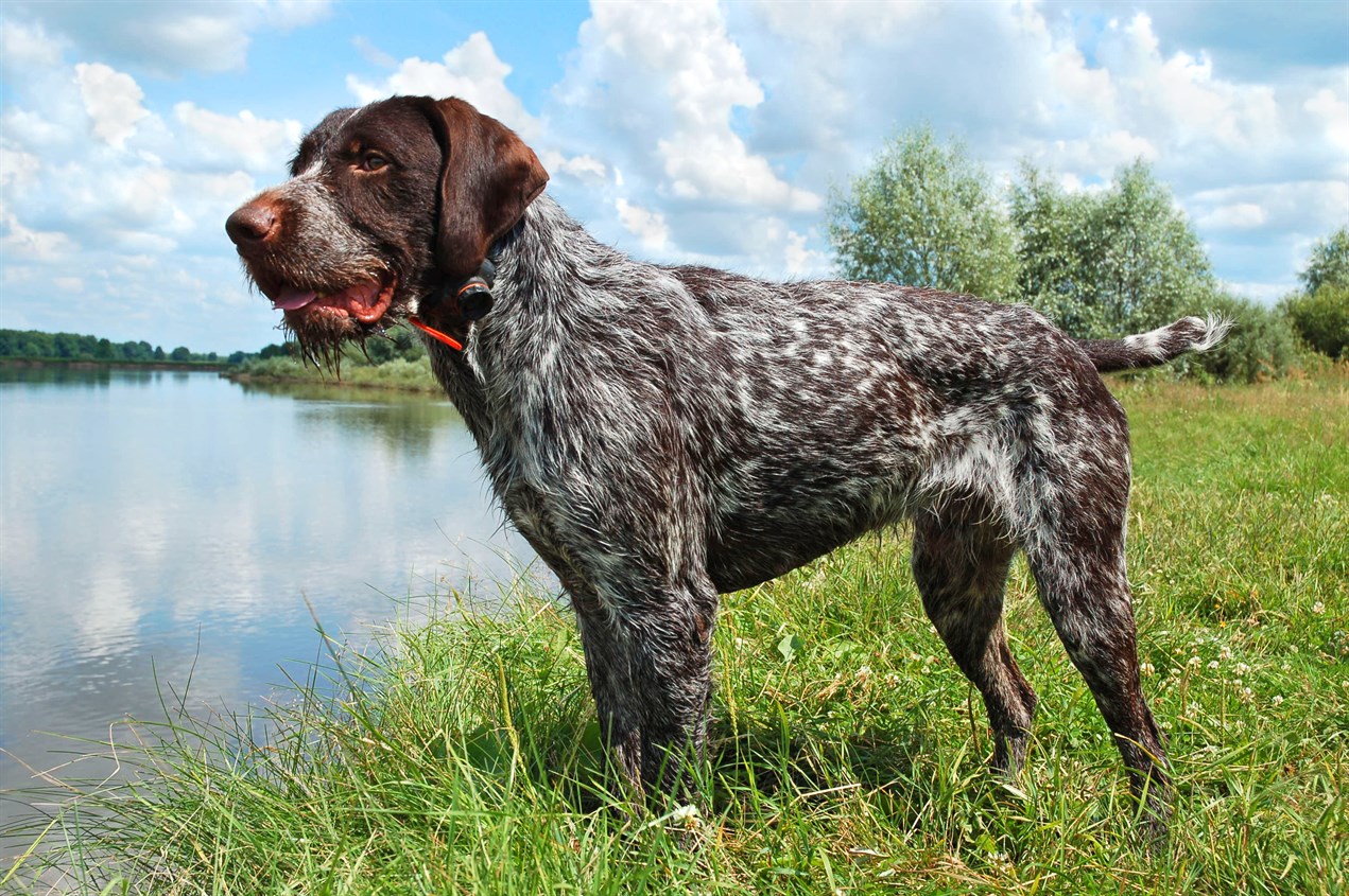 German Wirehaired Pointer standing near lake