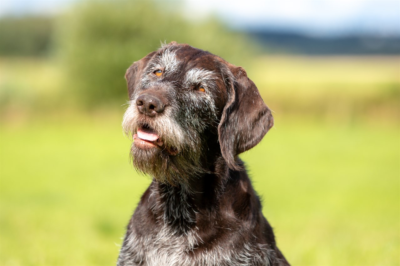 Close up view of German Wirehaired Pointer Dog face