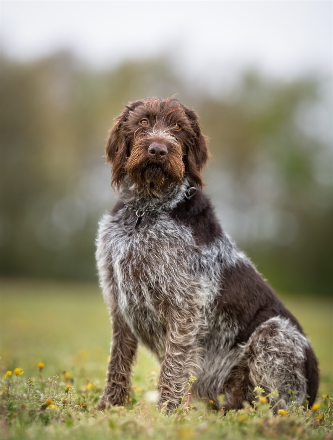 German Wirehaired Pointer Dog sitting upright outdoor on sunny day