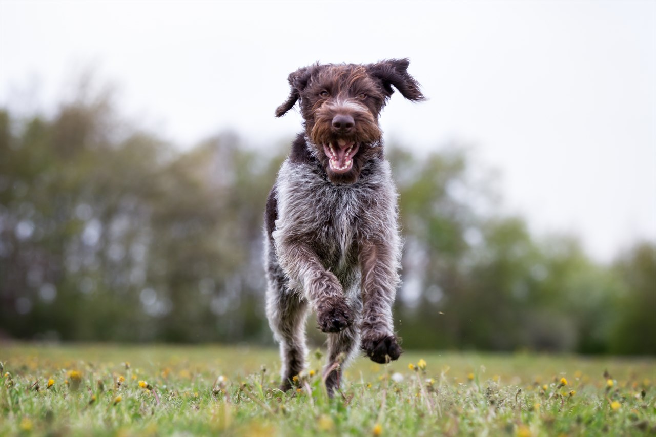 German Wirehaired Pointer Dog enjoy running outdoor