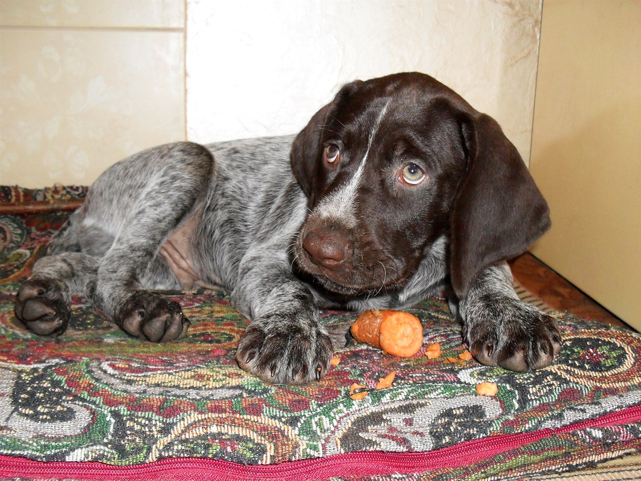 German Wirehaired Pointer Puppy enjoying treats on carpet indoor