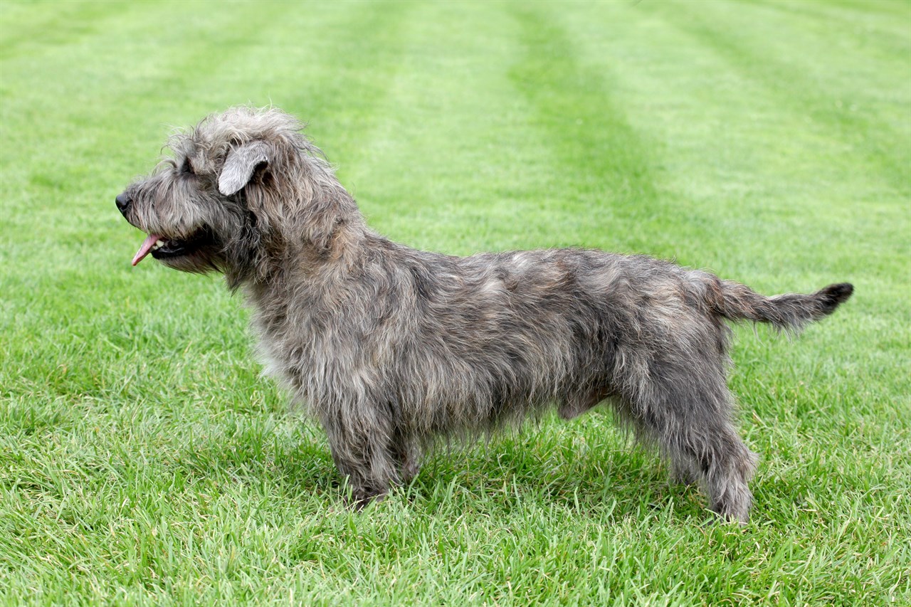 Side view of Glen Of Imaal Terrier Dog standing on green grass