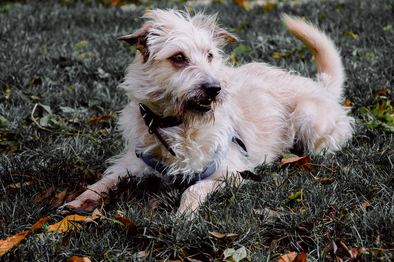 Glen Of Imaal Terrier Dog sitting on grass wearing black leash