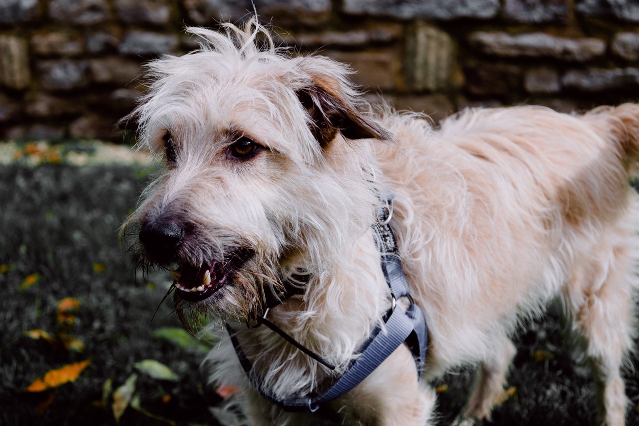 Glen Of Imaal Terrier Dog standing on grass wearing black leash smiling