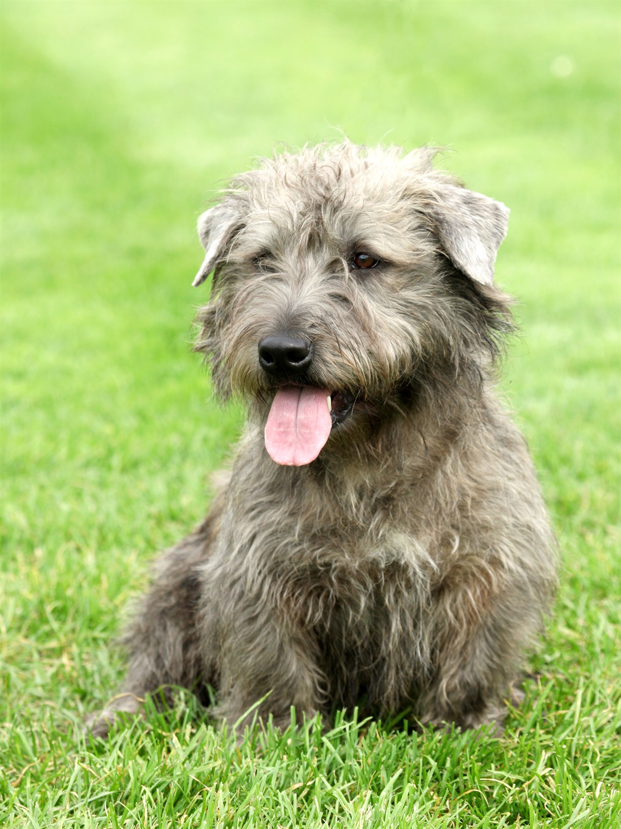 Glen Of Imaal Terrier Dog sitting on his lower back tongue out enjoying outdoor