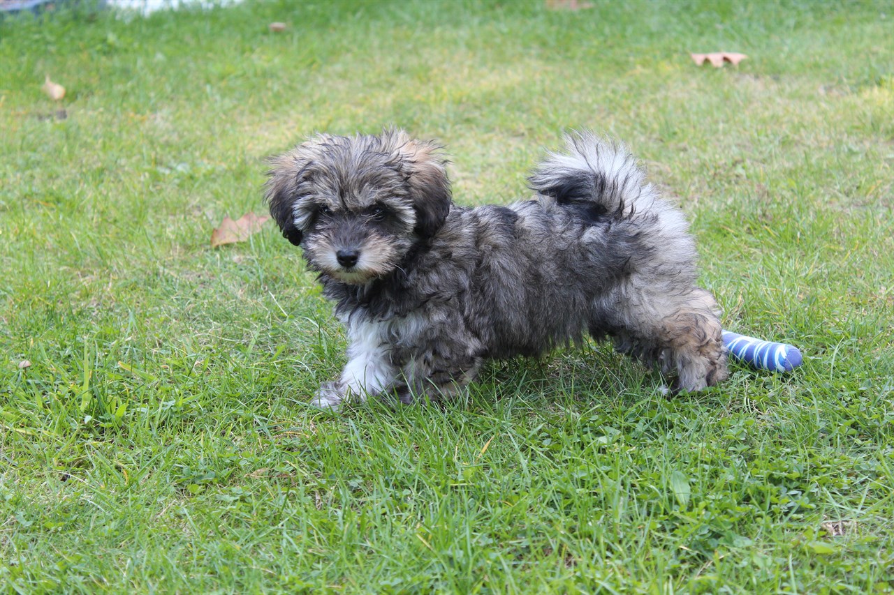 Tiny Glen Of Imaal Terrier Puppy walking outdoor on green grass looking at camera