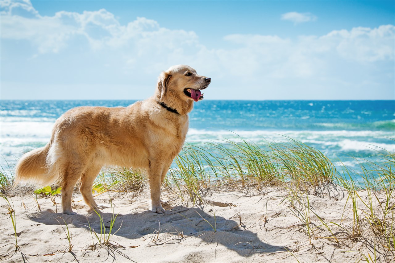 Golden Retriever Dog standing on sandy beach next to beautiful ocean