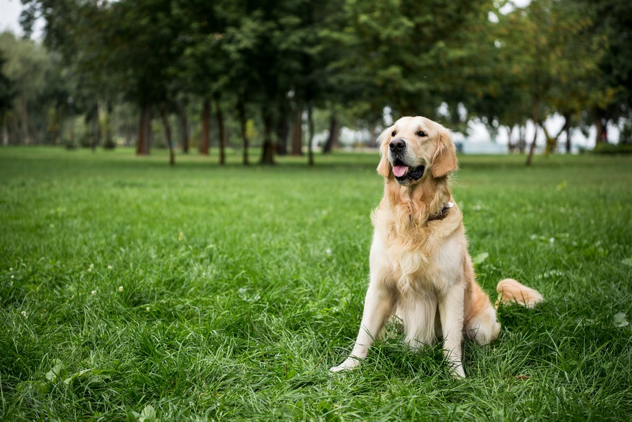 Golden Retriever Dog sitting outdoor on green grass with tall trees