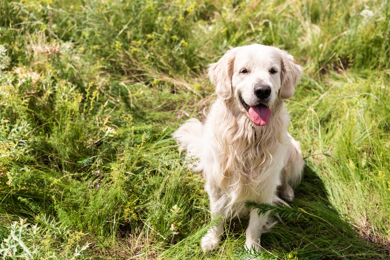 Beige Golden Retriever Dog smiling happily standing on tall grass